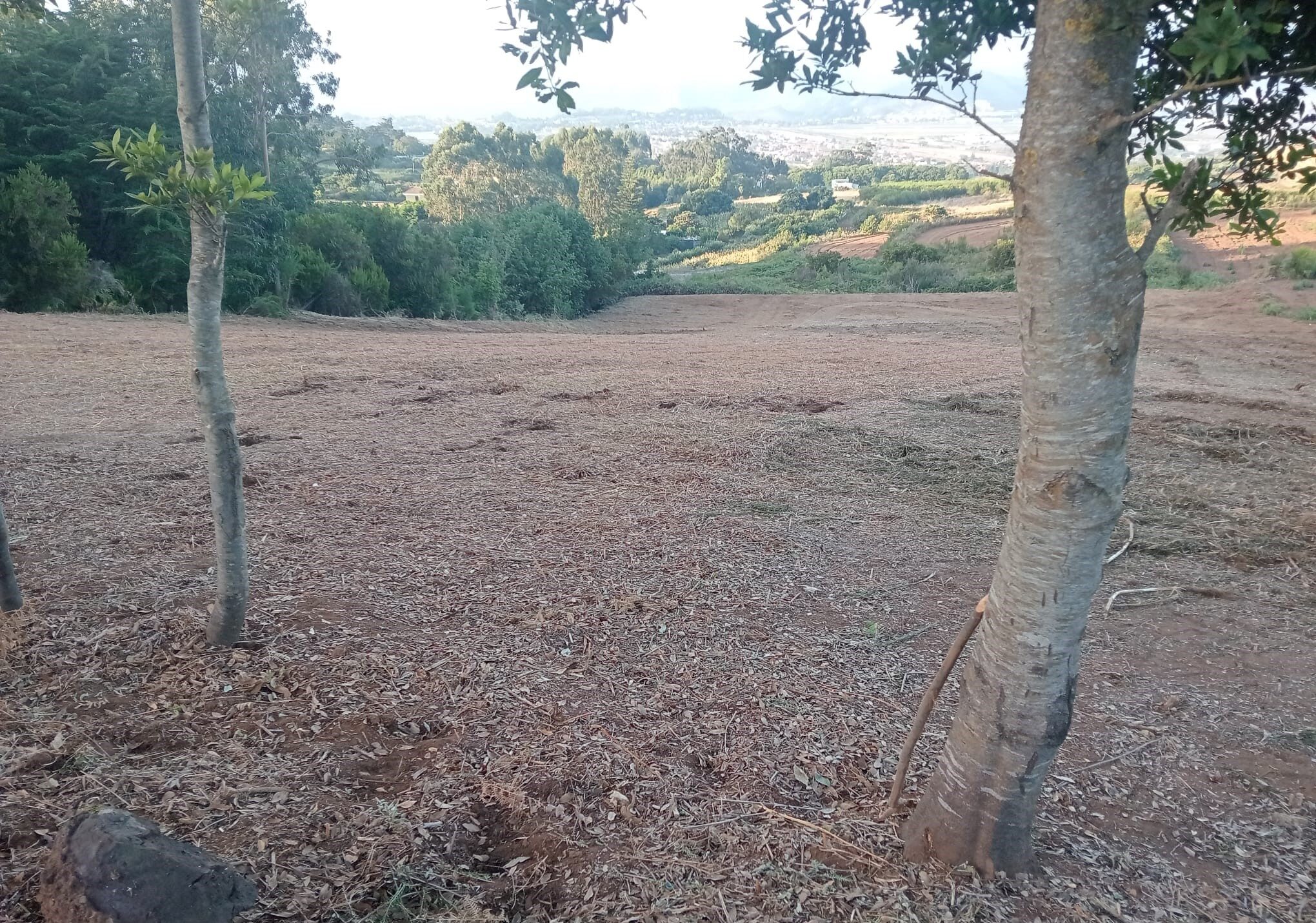 Limpieza terrenos prevención incendios (1)