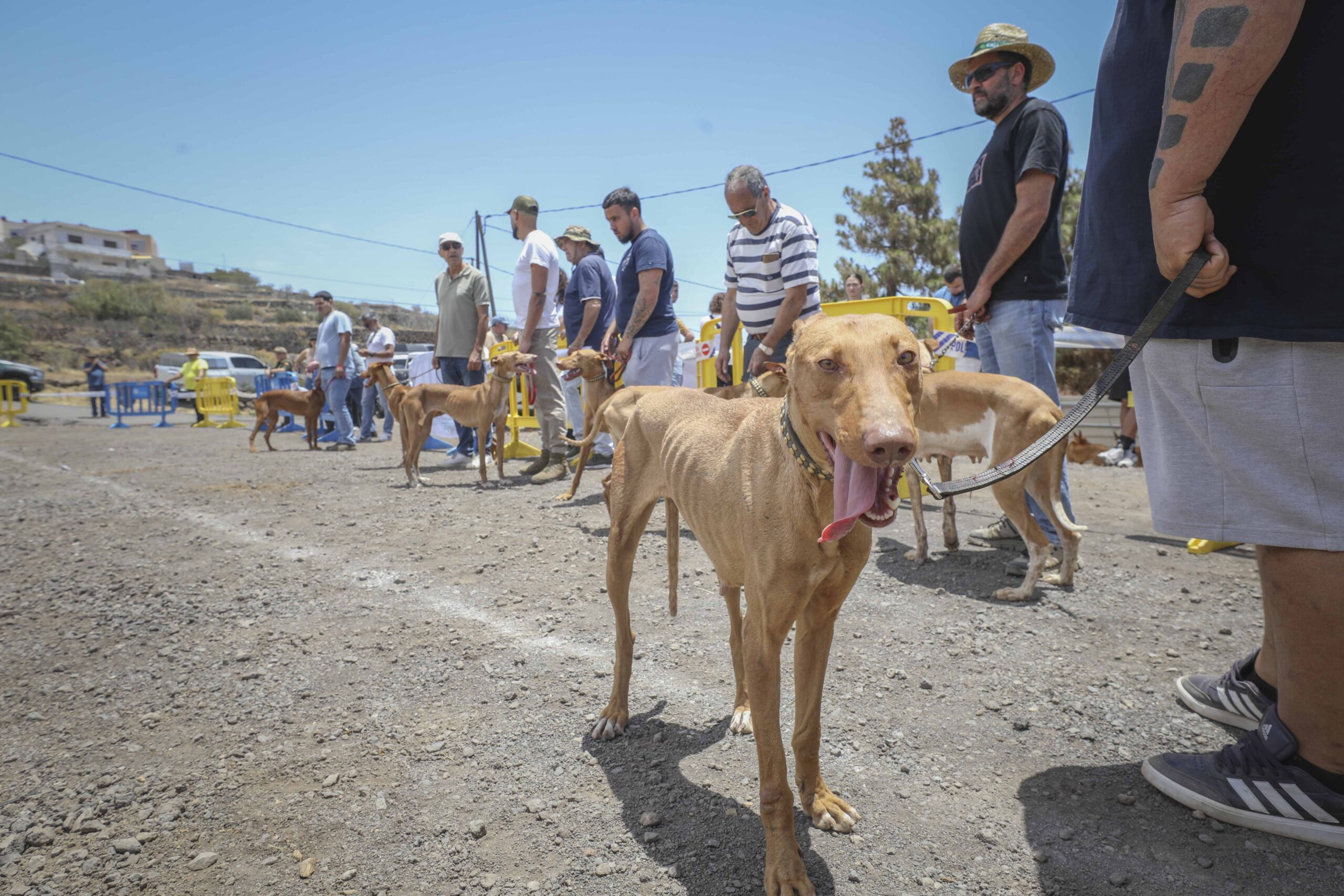 XIX Exposición de Perros de Caza de El Rosario (1)