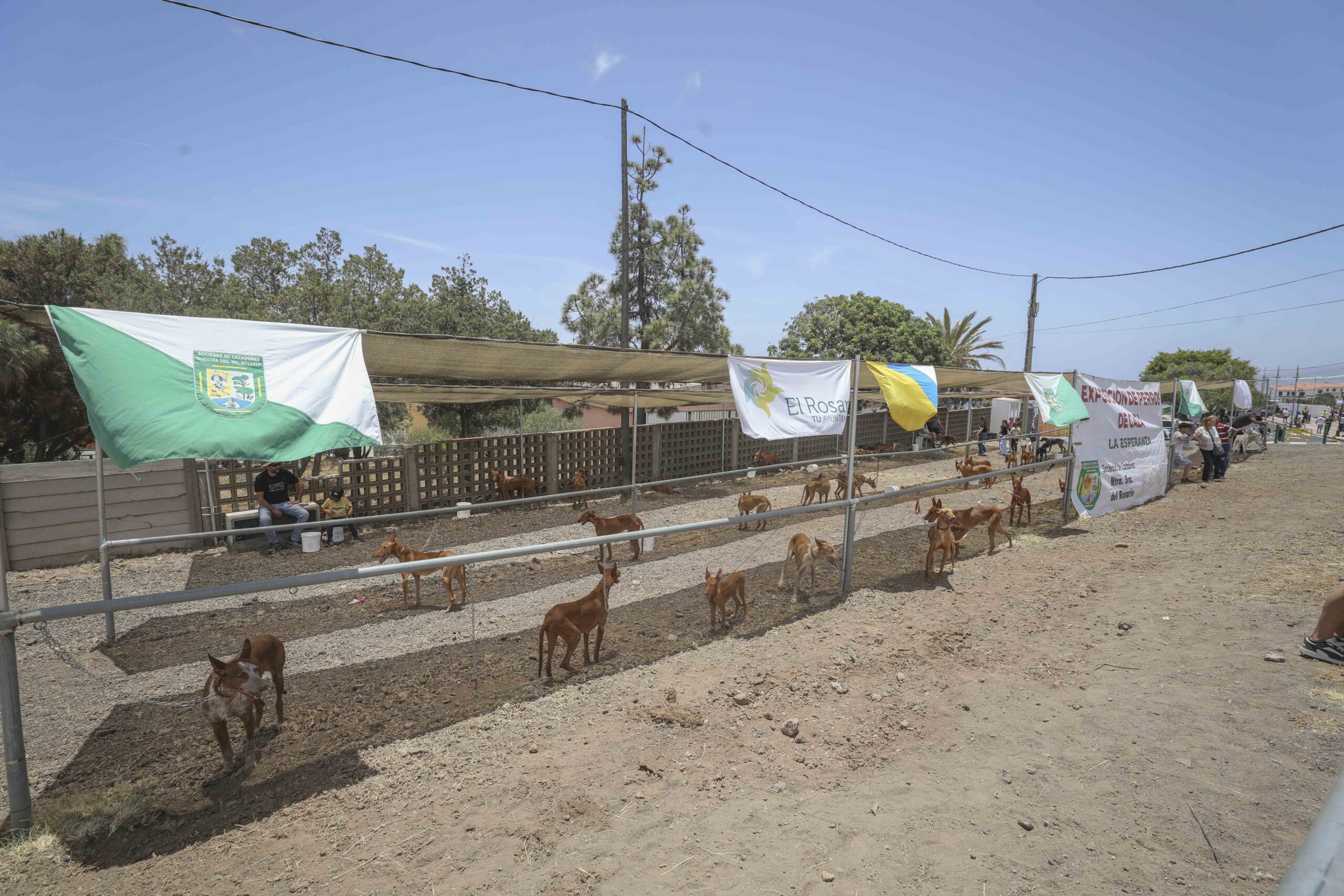 XIX Exposición de Perros de Caza de El Rosario (2)
