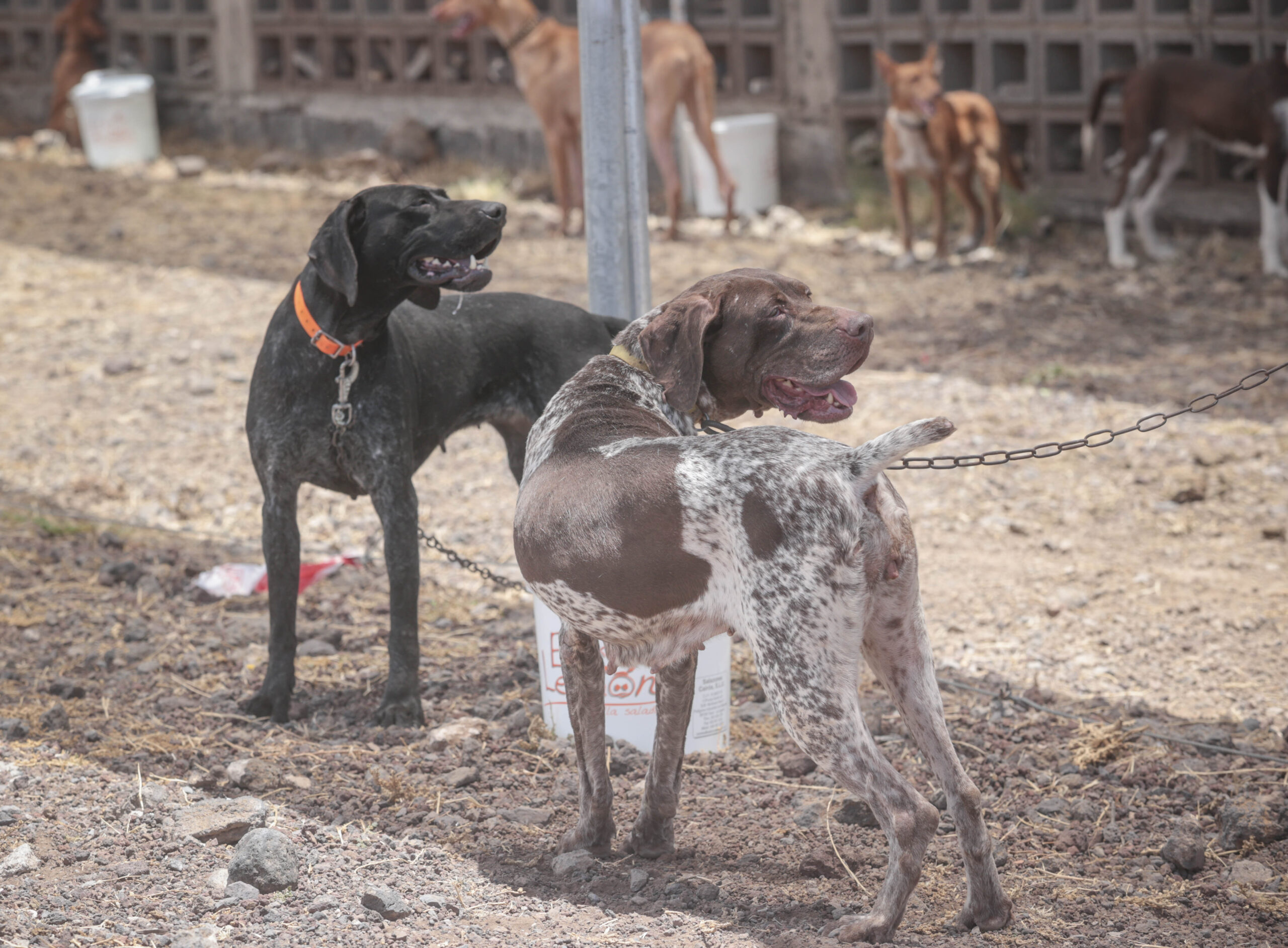 XIX Exposición de Perros de Caza de El Rosario (4)