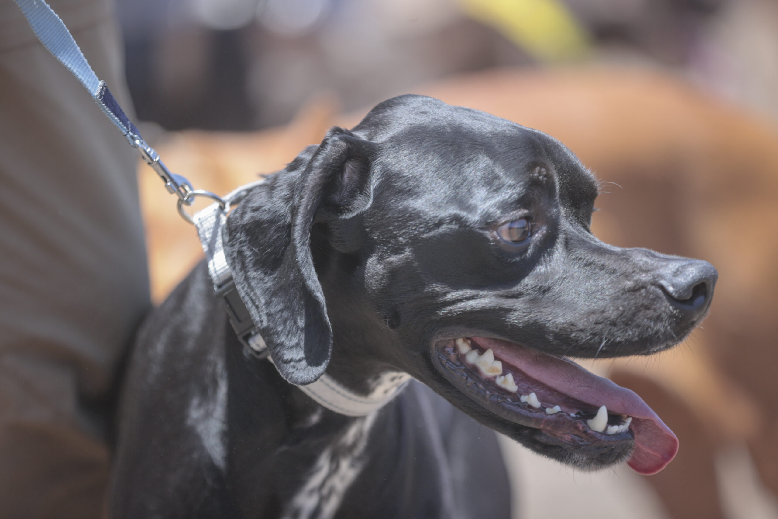 XIX Exposición de Perros de Caza de El Rosario (7)